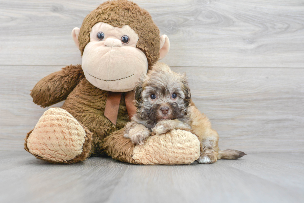 Petite Havapoo Poodle Mix Pup