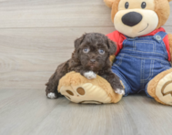8 week old Havapoo Puppy For Sale - Premier Pups