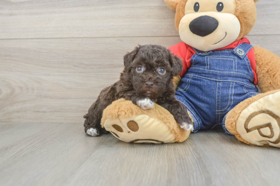 5 week old Havapoo Puppy For Sale - Premier Pups