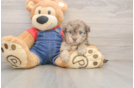 Havapoo Pup Being Cute