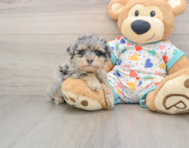 7 week old Havapoo Puppy For Sale - Premier Pups