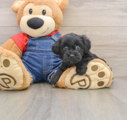 6 week old Havapoo Puppy For Sale - Premier Pups