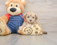 7 week old Havapoo Puppy For Sale - Premier Pups