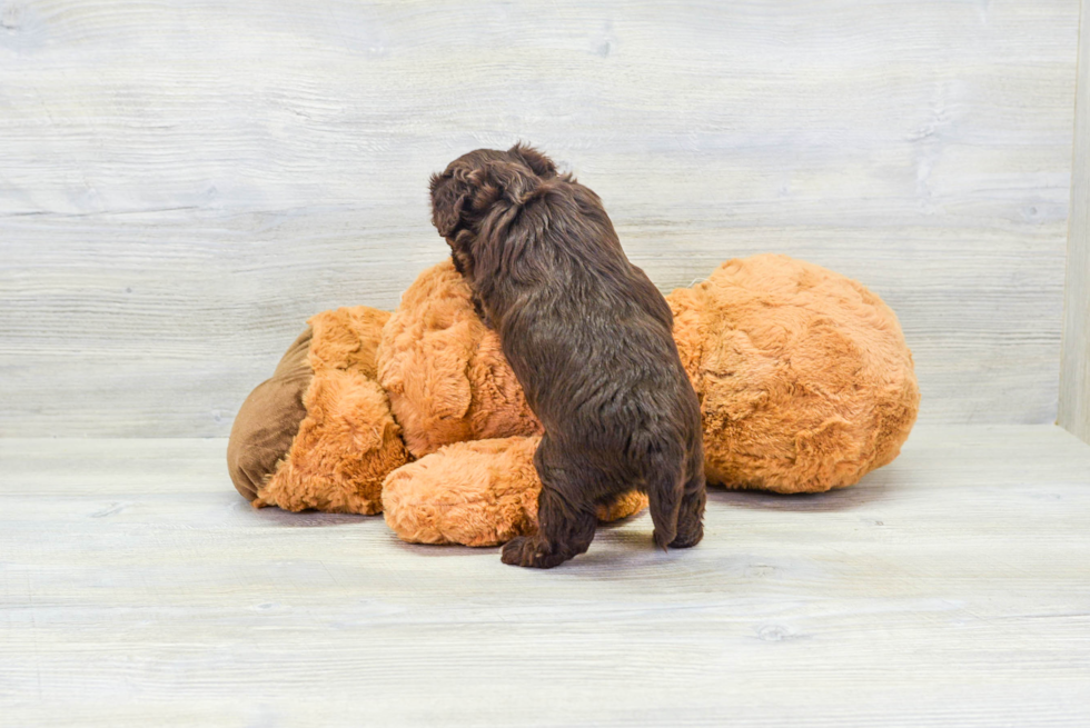 Fluffy Havapoo Poodle Mix Pup