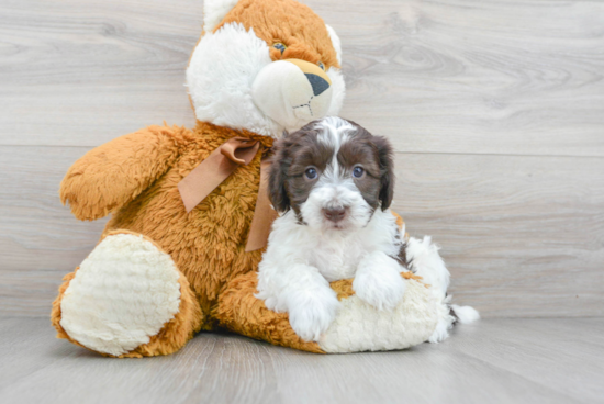 Hypoallergenic Havadoodle Poodle Mix Puppy