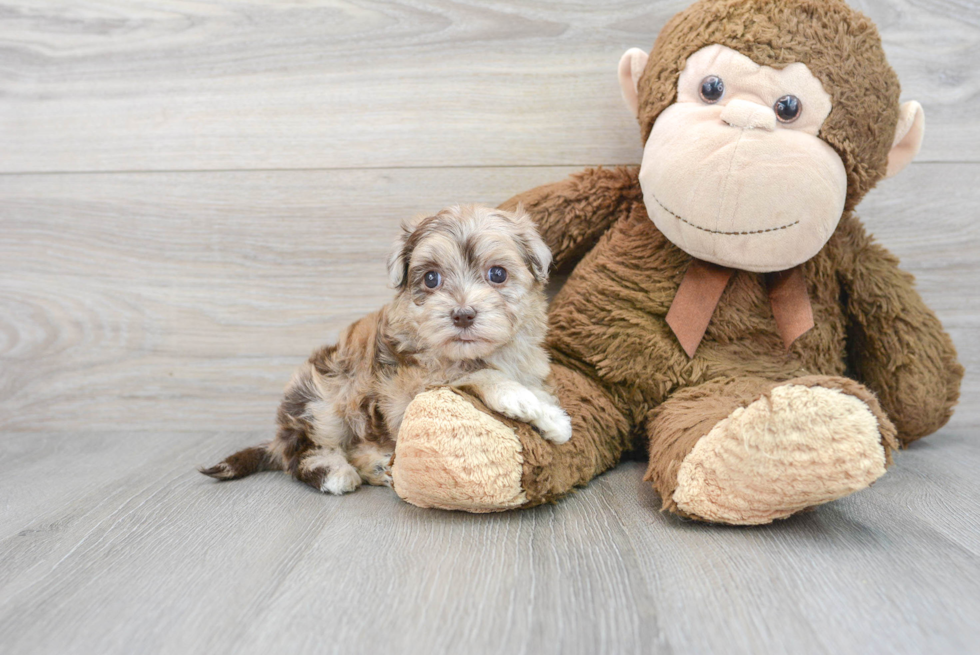 Havapoo Puppy for Adoption