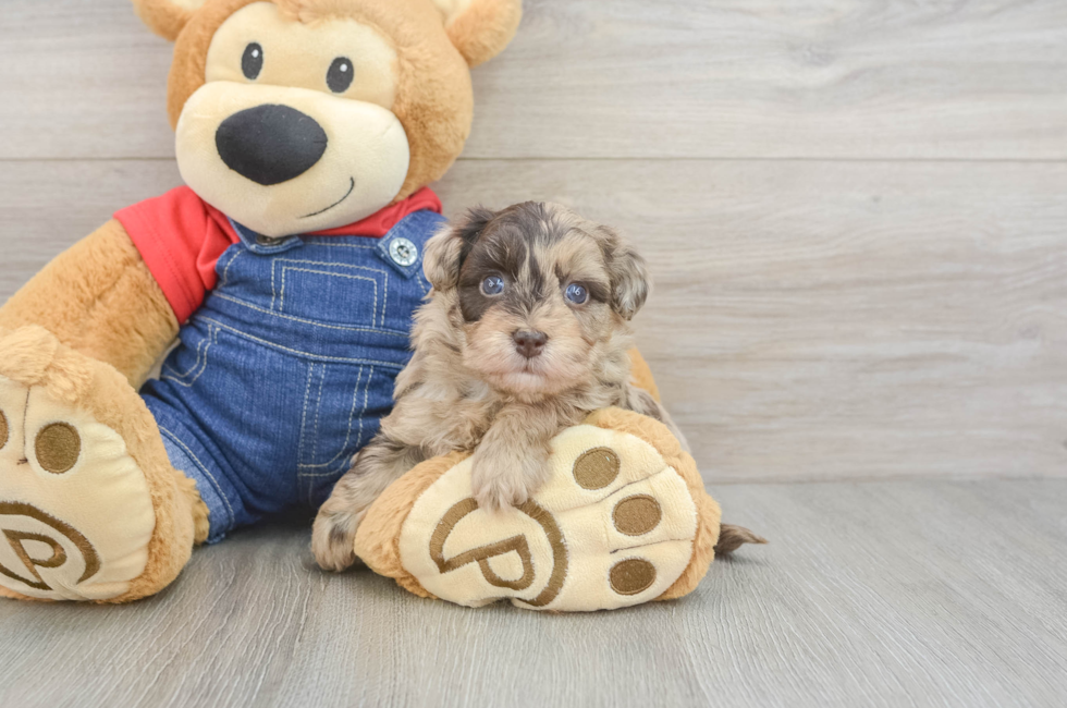 5 week old Havapoo Puppy For Sale - Premier Pups