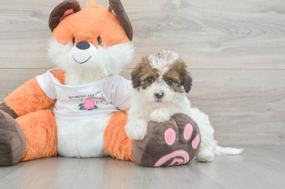 7 week old Havapoo Puppy For Sale - Premier Pups