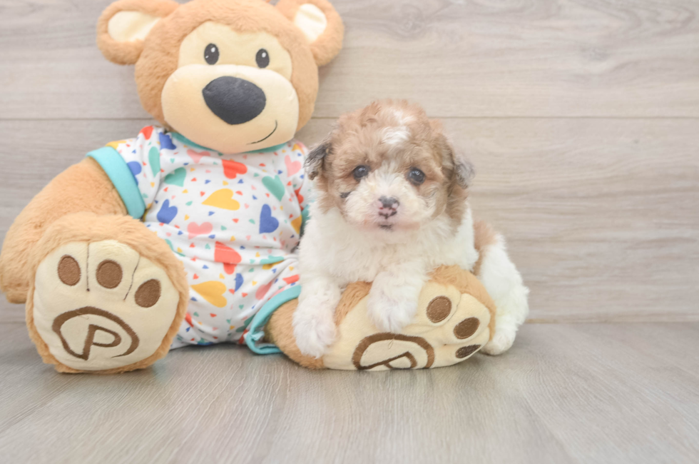 5 week old Havapoo Puppy For Sale - Premier Pups