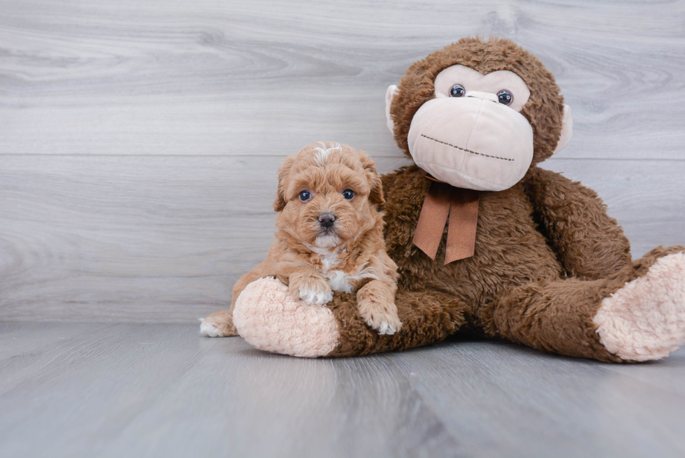 Little Havadoodle Poodle Mix Puppy