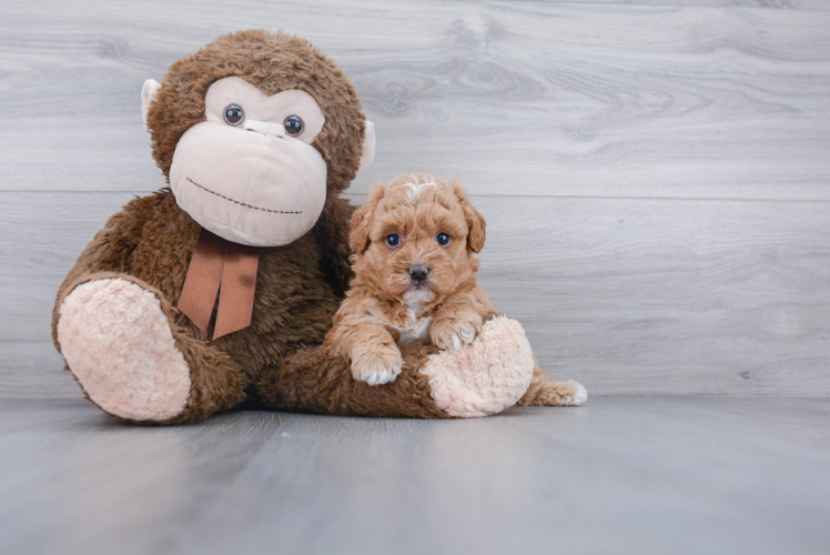 Funny Havapoo Poodle Mix Pup