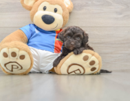 8 week old Havapoo Puppy For Sale - Premier Pups