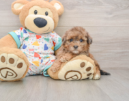 7 week old Havapoo Puppy For Sale - Premier Pups