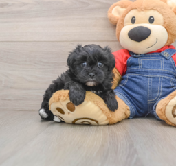 6 week old Havapoo Puppy For Sale - Premier Pups