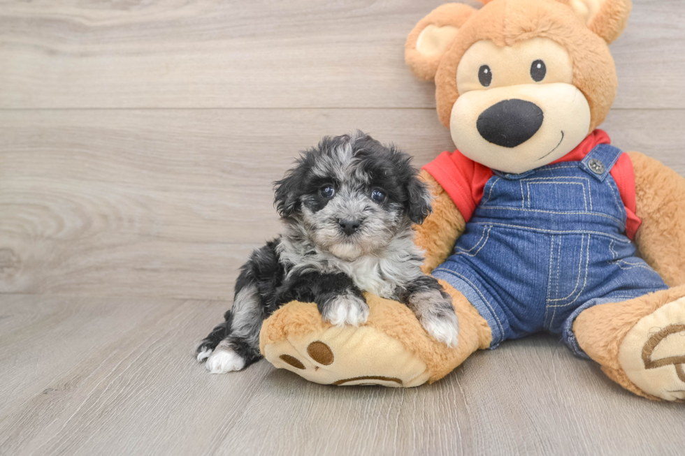 Smart Havapoo Poodle Mix Pup