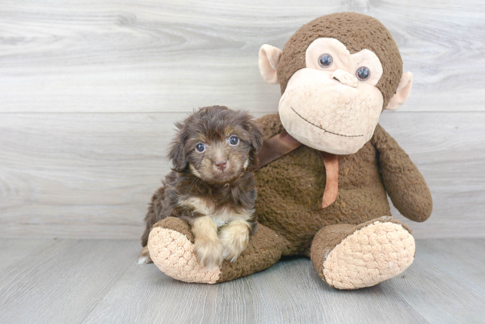 Fluffy Havapoo Poodle Mix Pup