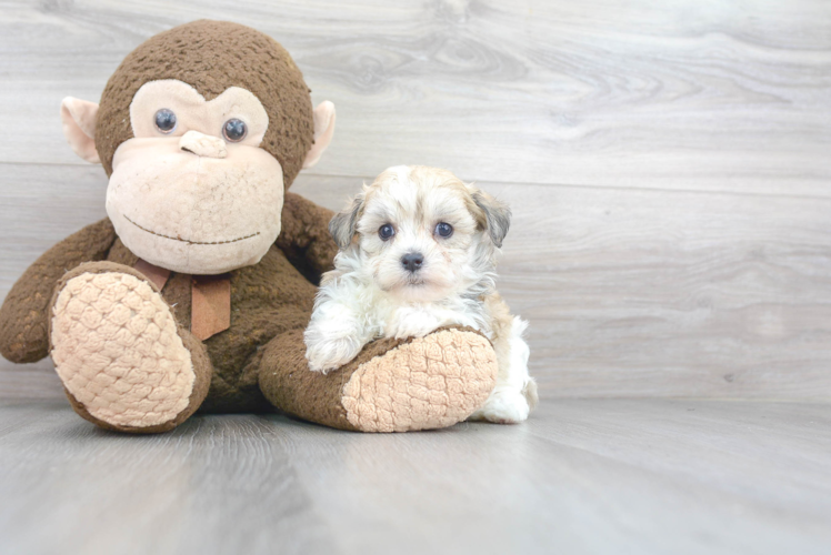 Havapoo Puppy for Adoption