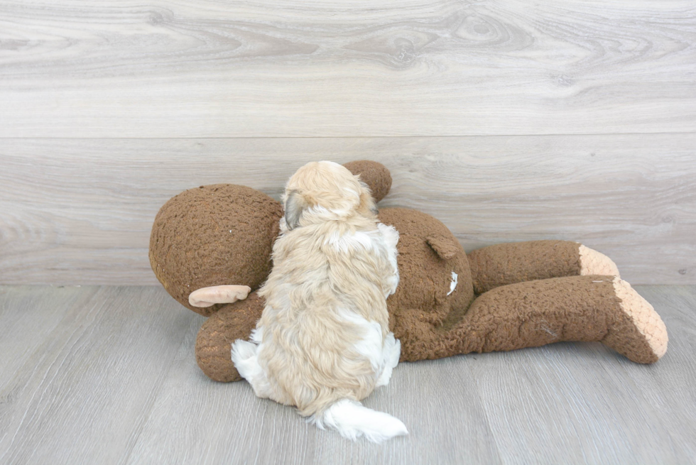 Energetic Havadoodle Poodle Mix Puppy