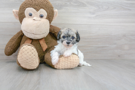 Funny Havapoo Poodle Mix Pup