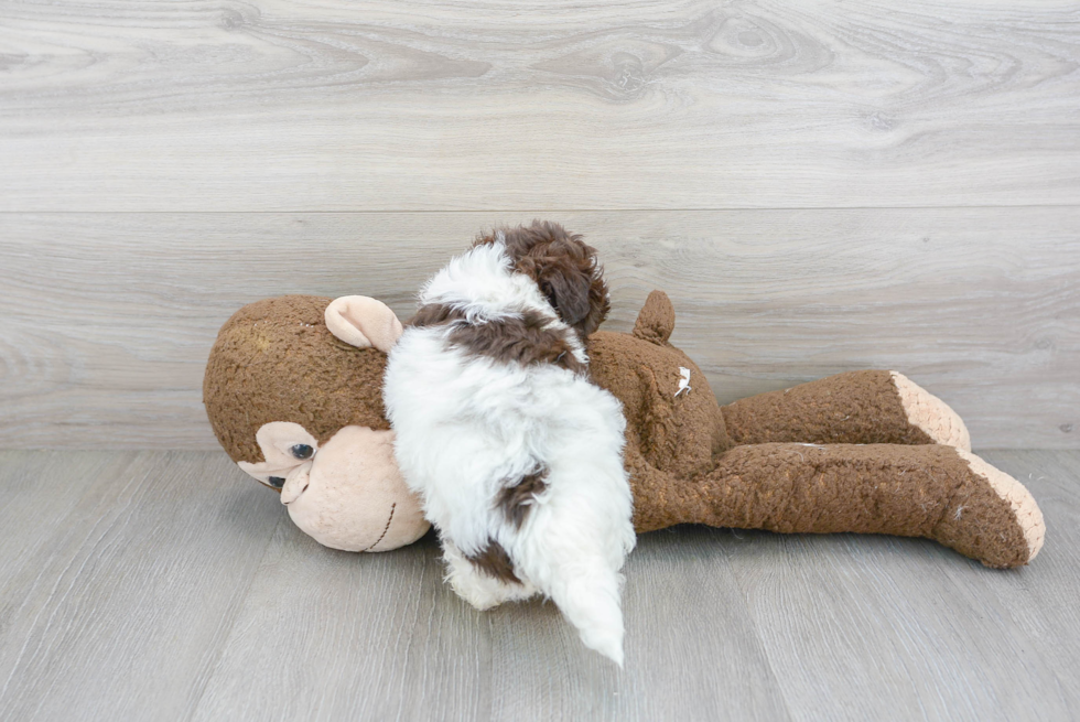 Energetic Havanese Poodle Mix Puppy