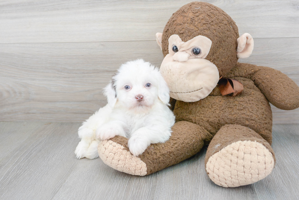 Funny Havapoo Poodle Mix Pup