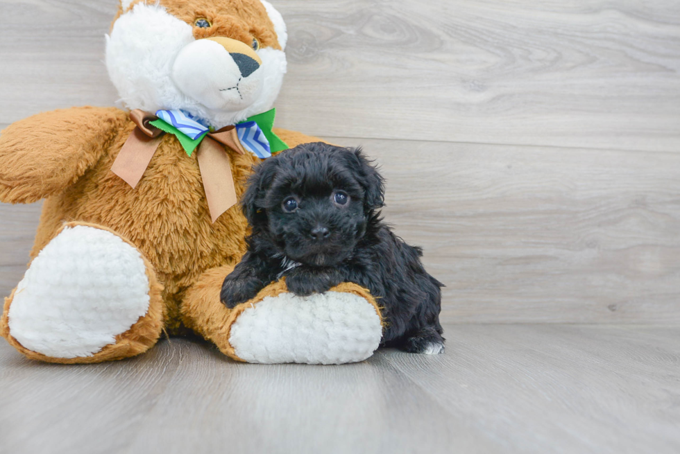 Popular Havapoo Poodle Mix Pup