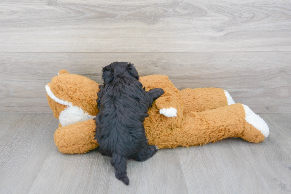 Playful Havadoodle Poodle Mix Puppy