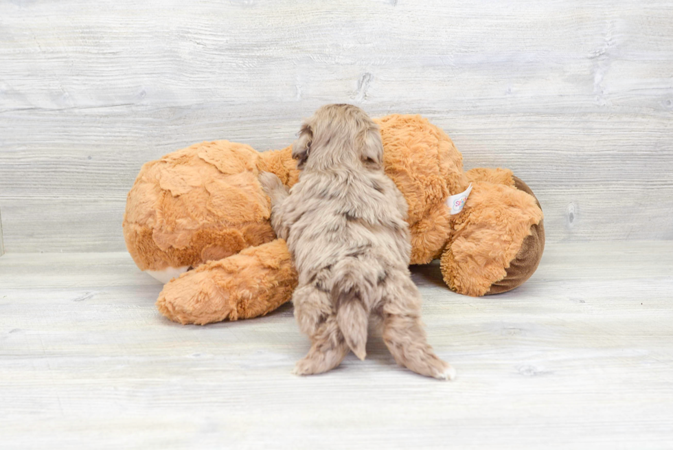 Fluffy Havapoo Poodle Mix Pup