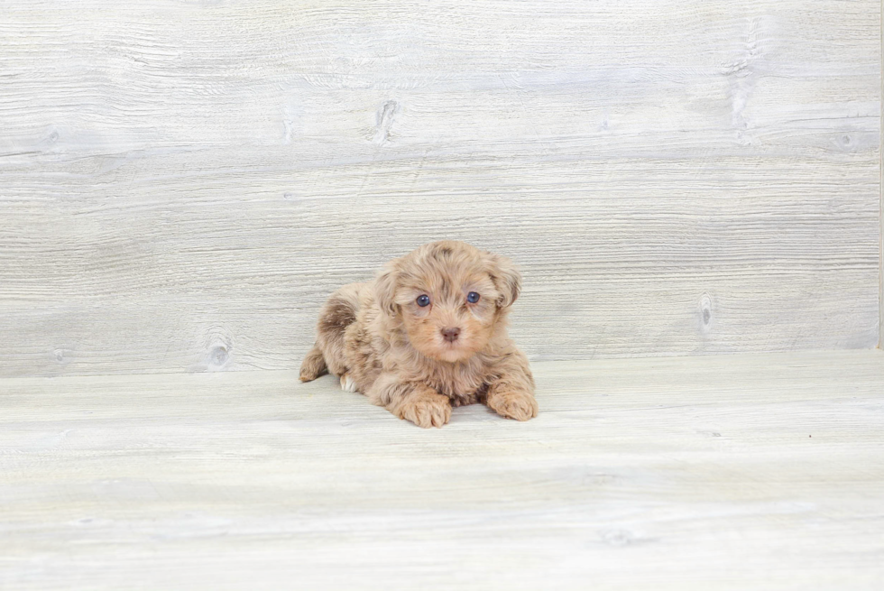 Hypoallergenic Havadoodle Poodle Mix Puppy