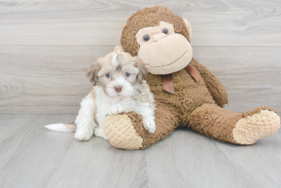 Petite Havapoo Poodle Mix Pup