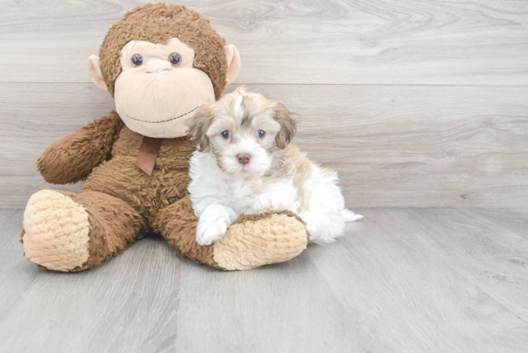 Smart Havapoo Poodle Mix Pup