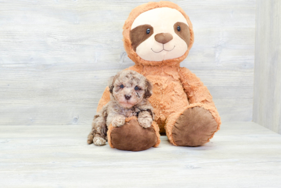 Adorable Havanese Poodle Mix Puppy