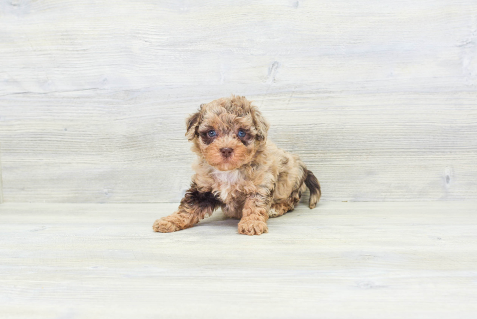 Playful Havanese Poodle Mix Puppy