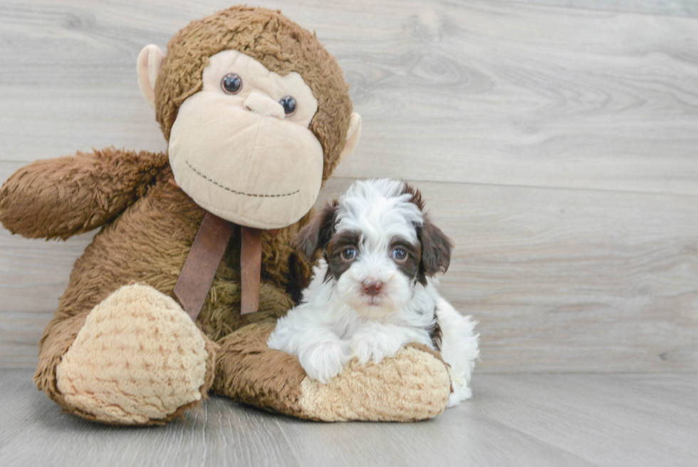 Playful Havadoodle Poodle Mix Puppy