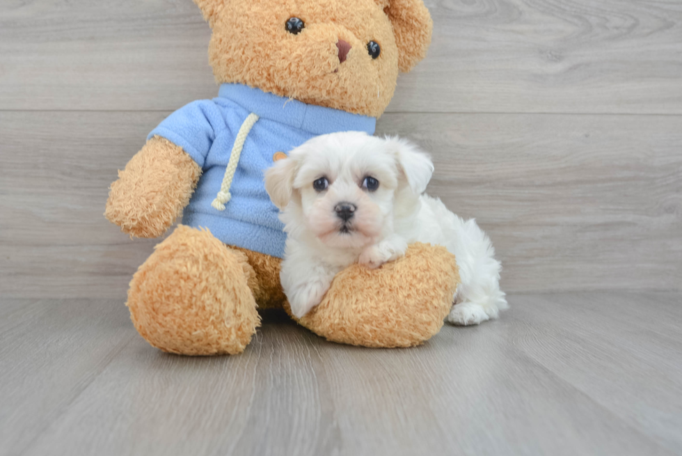 Energetic Havadoodle Poodle Mix Puppy