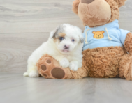 7 week old Havapoo Puppy For Sale - Premier Pups