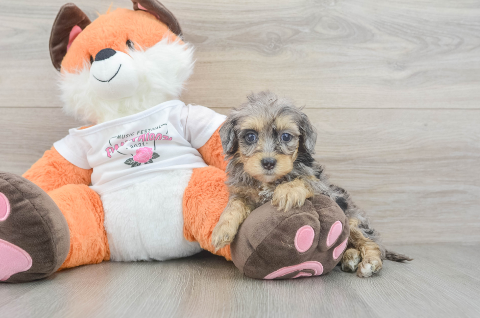 7 week old Havapoo Puppy For Sale - Premier Pups