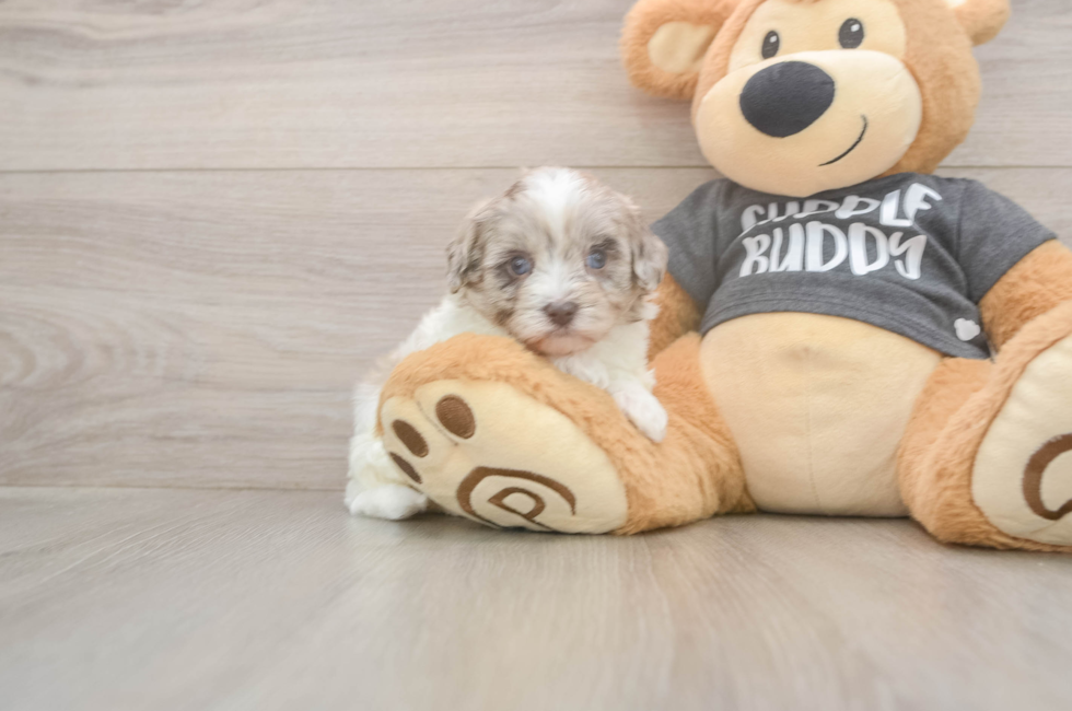 5 week old Havapoo Puppy For Sale - Premier Pups