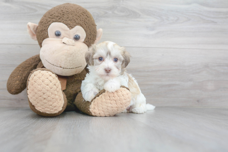 Fluffy Havapoo Poodle Mix Pup