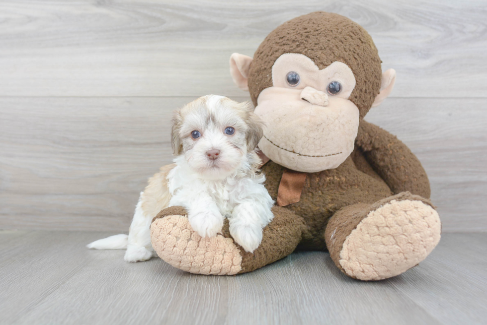 Little Havadoodle Poodle Mix Puppy