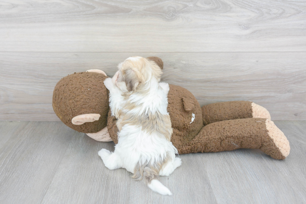 Adorable Havadoodle Poodle Mix Puppy