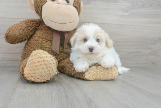 Fluffy Havapoo Poodle Mix Pup