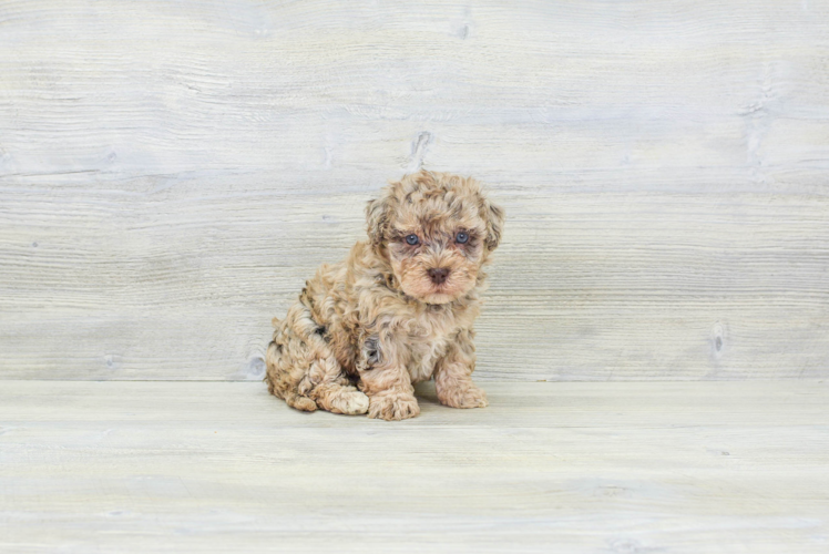 Popular Havapoo Poodle Mix Pup