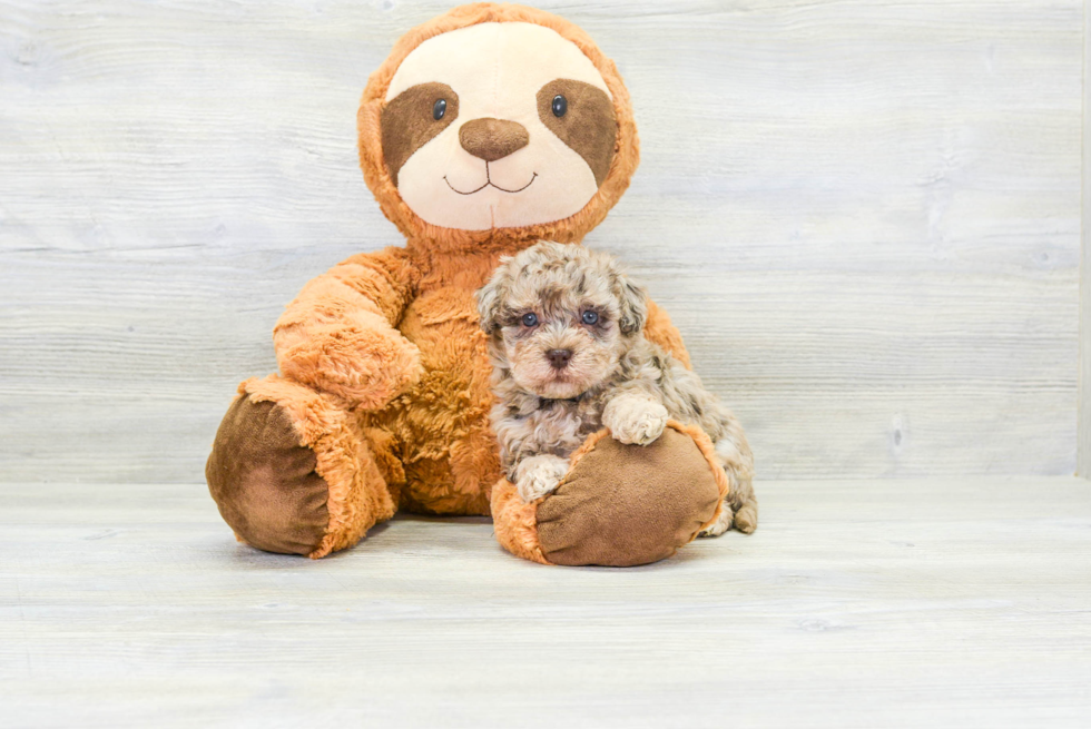 Adorable Havanese Poodle Mix Puppy