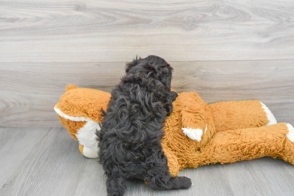 Smart Havapoo Poodle Mix Pup