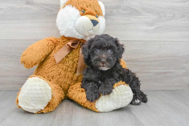 Smart Havapoo Poodle Mix Pup