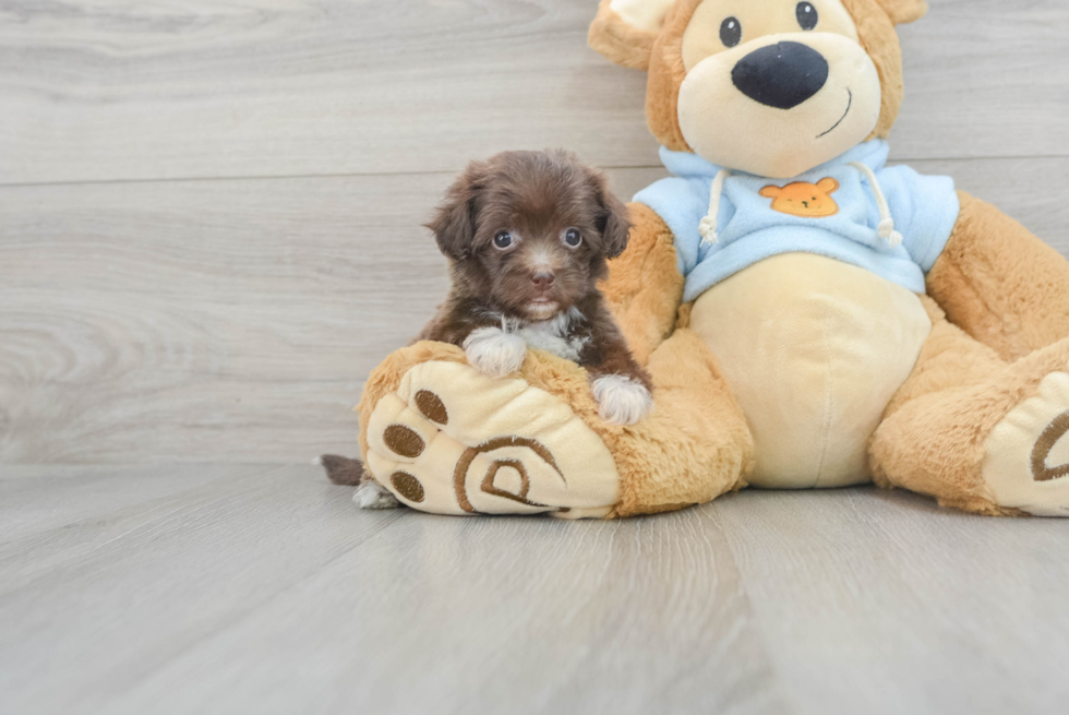 Fluffy Havapoo Poodle Mix Pup