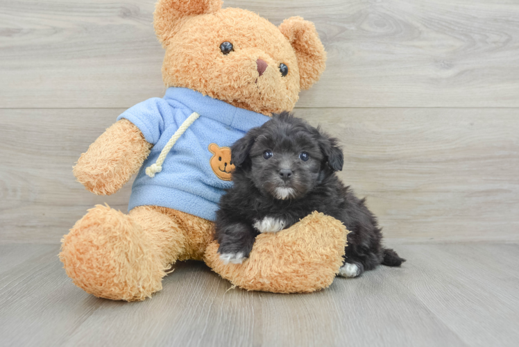 Hypoallergenic Havadoodle Poodle Mix Puppy