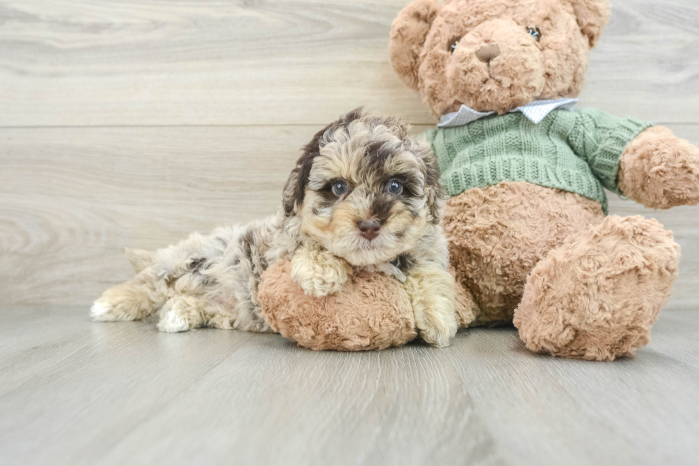 Petite Havapoo Poodle Mix Pup