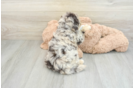 Little Havadoodle Poodle Mix Puppy